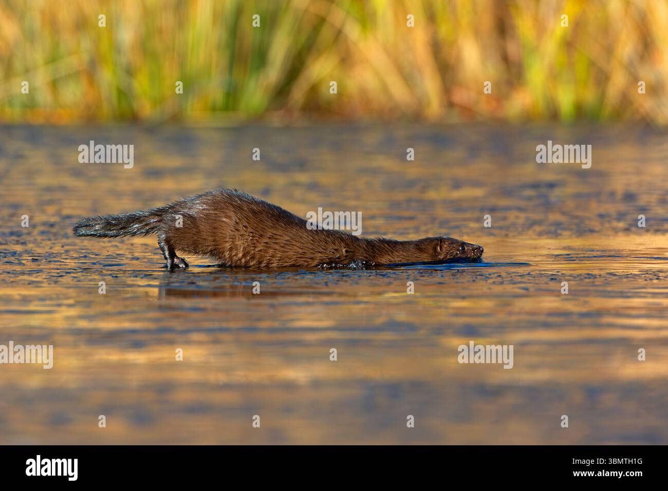 Amerikanischer Mink (Neovison Vison) Jagd auf einem eisbedeckten Biberteich. November im Acadia-Nationalpark, Maine, USA. Stockfoto