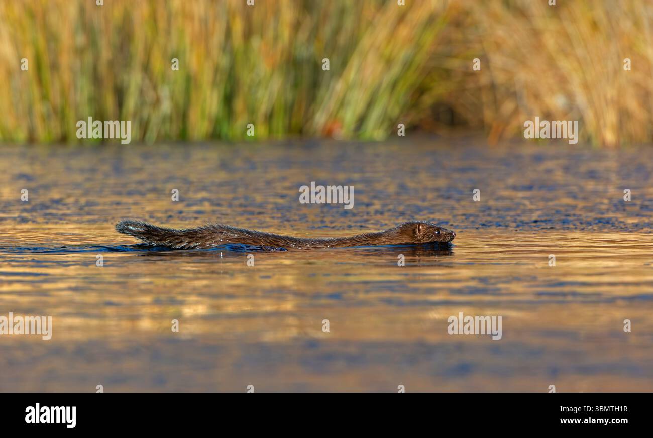 Amerikanischer Mink (Neovison Vison) Jagd auf einem eisbedeckten Biberteich. November im Acadia-Nationalpark, Maine, USA. Stockfoto