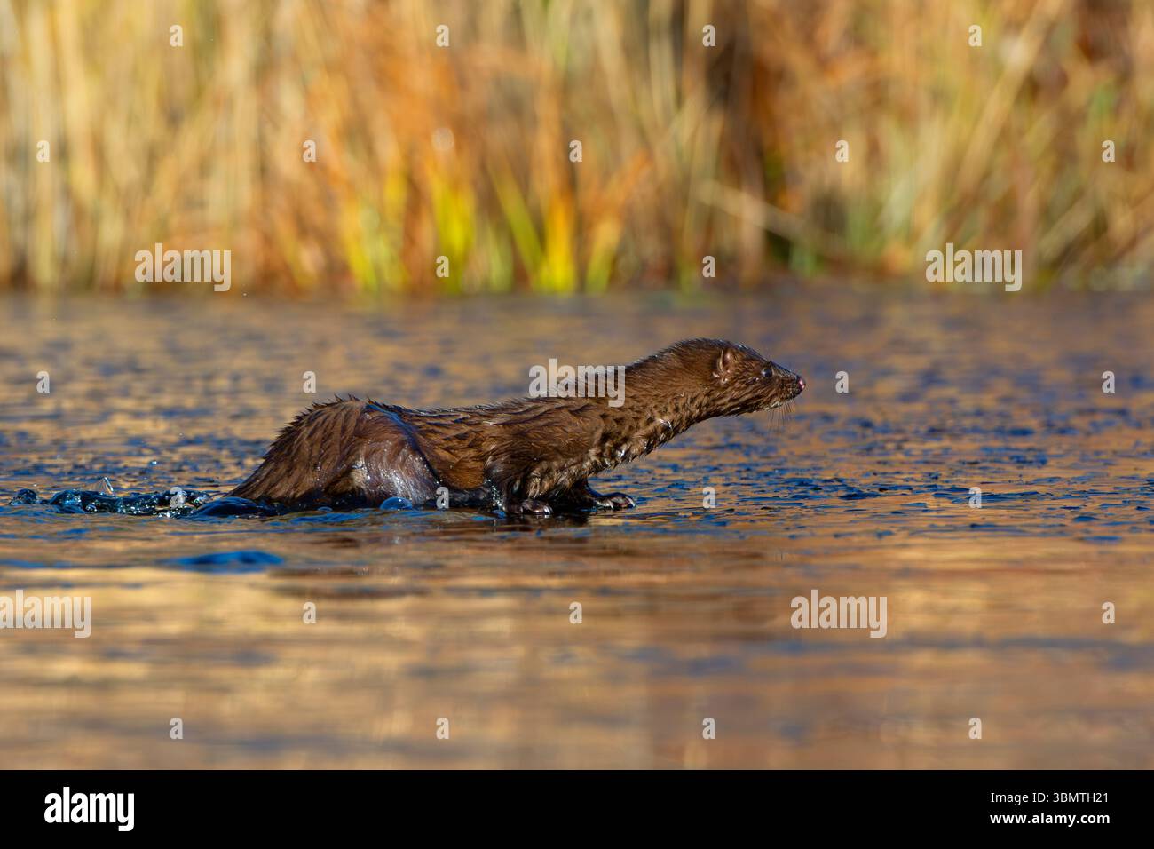 Amerikanischer Mink (Neovison Vison) Jagd auf einem eisbedeckten Biberteich. November im Acadia-Nationalpark, Maine, USA. Stockfoto