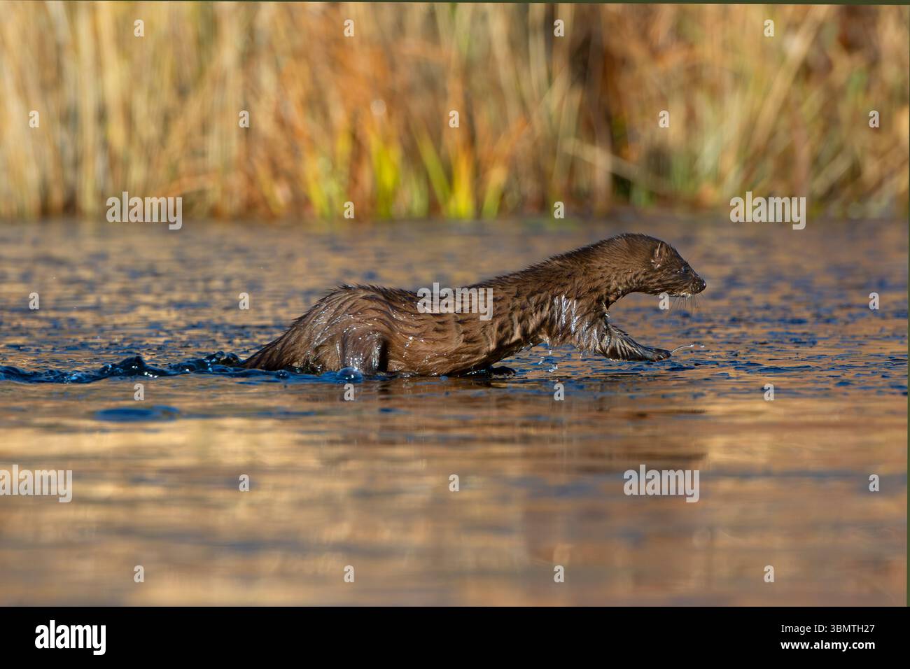 Amerikanischer Mink (Neovison Vison) Jagd auf einem eisbedeckten Biberteich. November im Acadia-Nationalpark, Maine, USA. Stockfoto