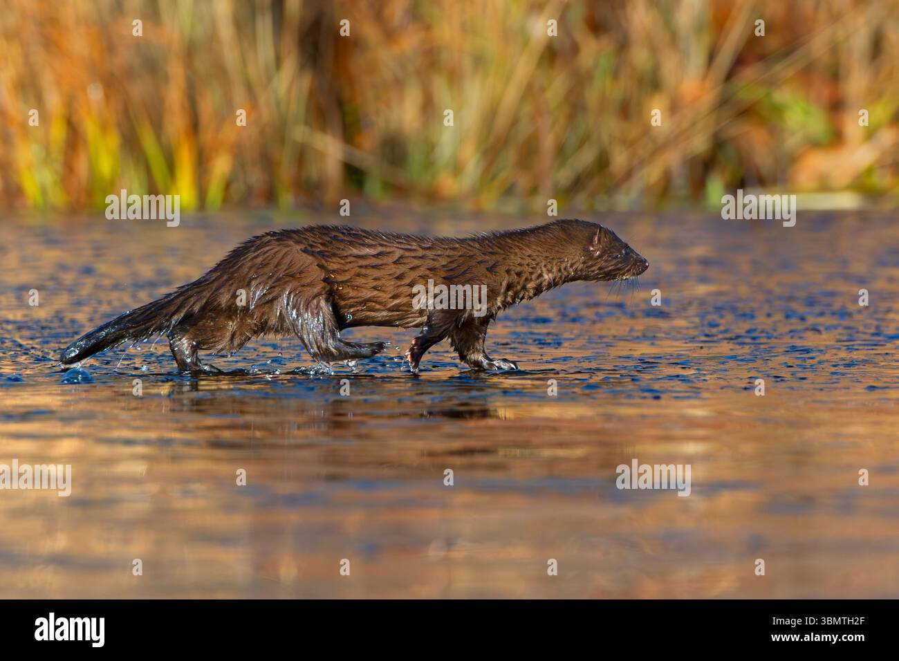 Amerikanischer Mink (Neovison Vison) läuft auf einem eisbedeckten Biberteich. November im Acadia-Nationalpark, Maine, USA. Stockfoto