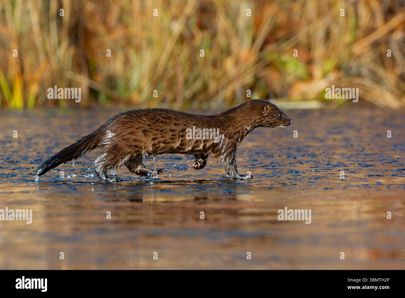 Amerikanischer Mink (Neovison Vison) läuft auf einem eisbedeckten Biberteich. November im Acadia-Nationalpark, Maine, USA. Stockfoto