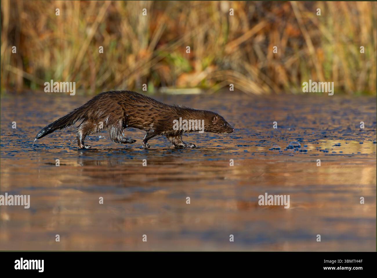 Amerikanischer Mink (Neovison Vison) läuft auf einem eisbedeckten Biberteich. November im Acadia-Nationalpark, Maine, USA. Stockfoto