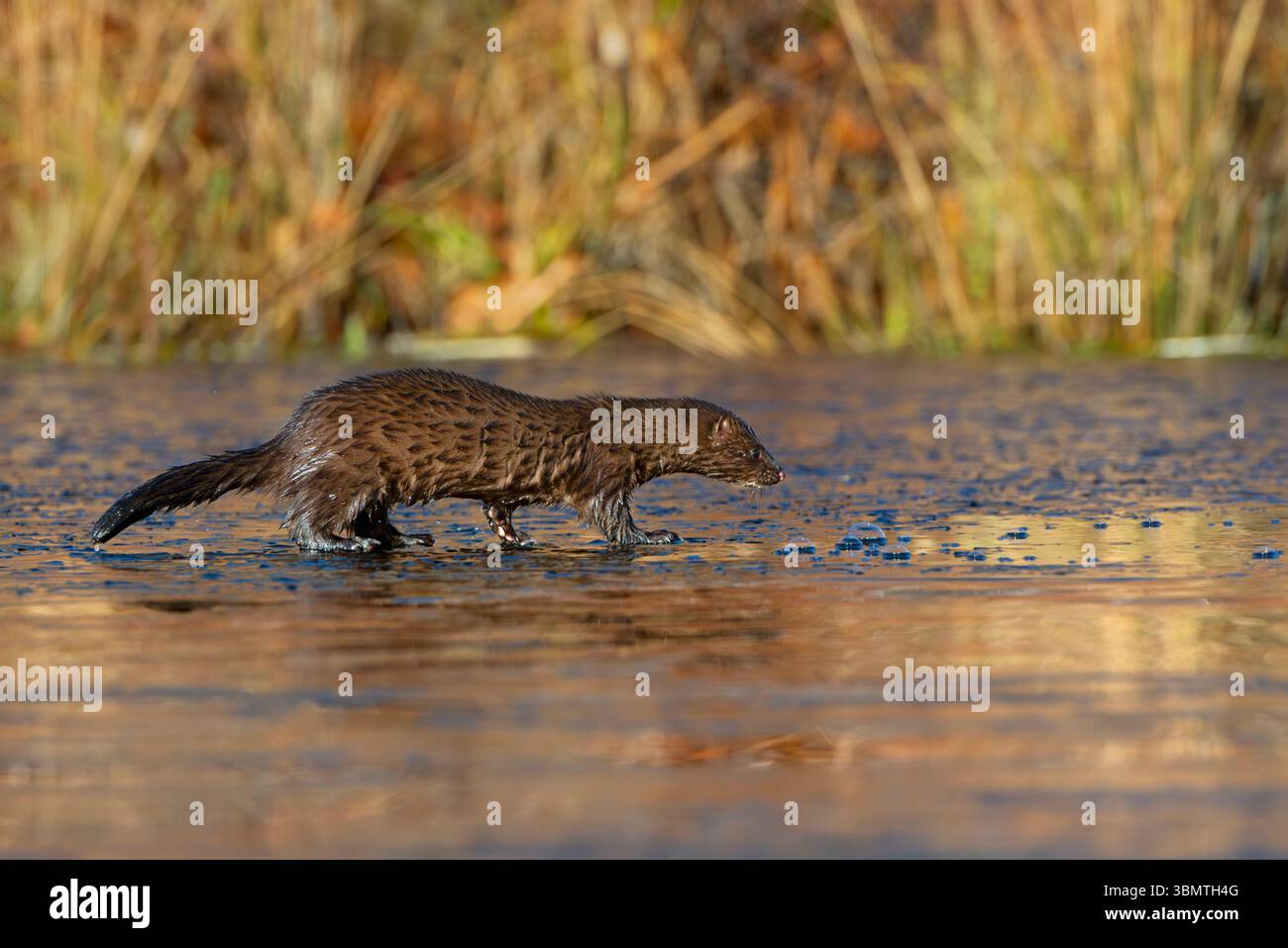 Amerikanischer Mink (Neovison Vison) Jagd auf einem eisbedeckten Biberteich. November im Acadia-Nationalpark, Maine, USA. Stockfoto