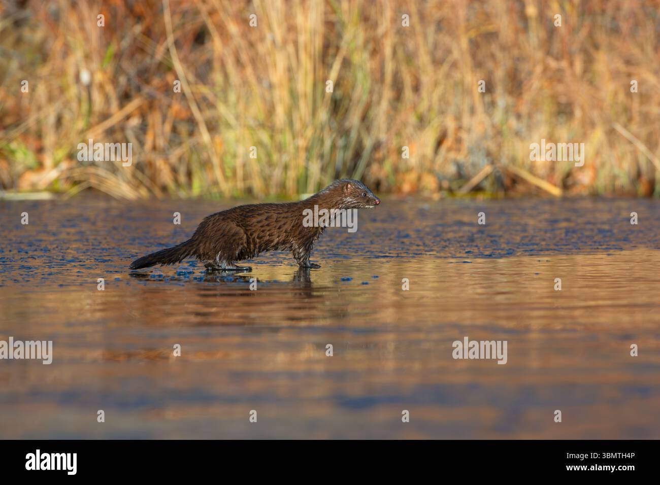 Amerikanischer Mink (Neovison Vison) Jagd auf einem eisbedeckten Biberteich. November im Acadia-Nationalpark, Maine, USA. Stockfoto