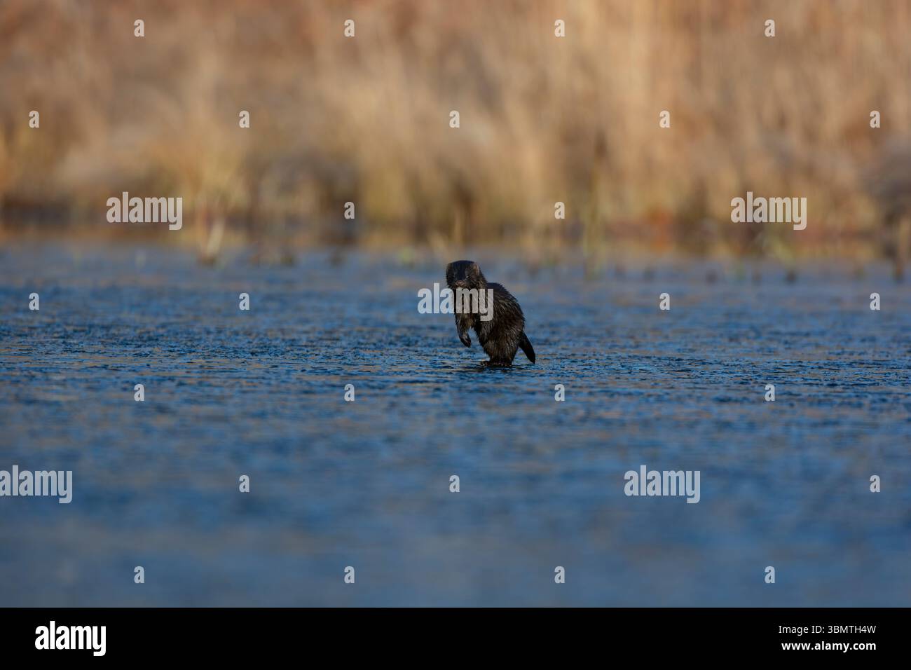 Amerikanischer Mink (Neovison Vison) Jagd auf einem eisbedeckten Biberteich. November im Acadia-Nationalpark, Maine, USA. Stockfoto