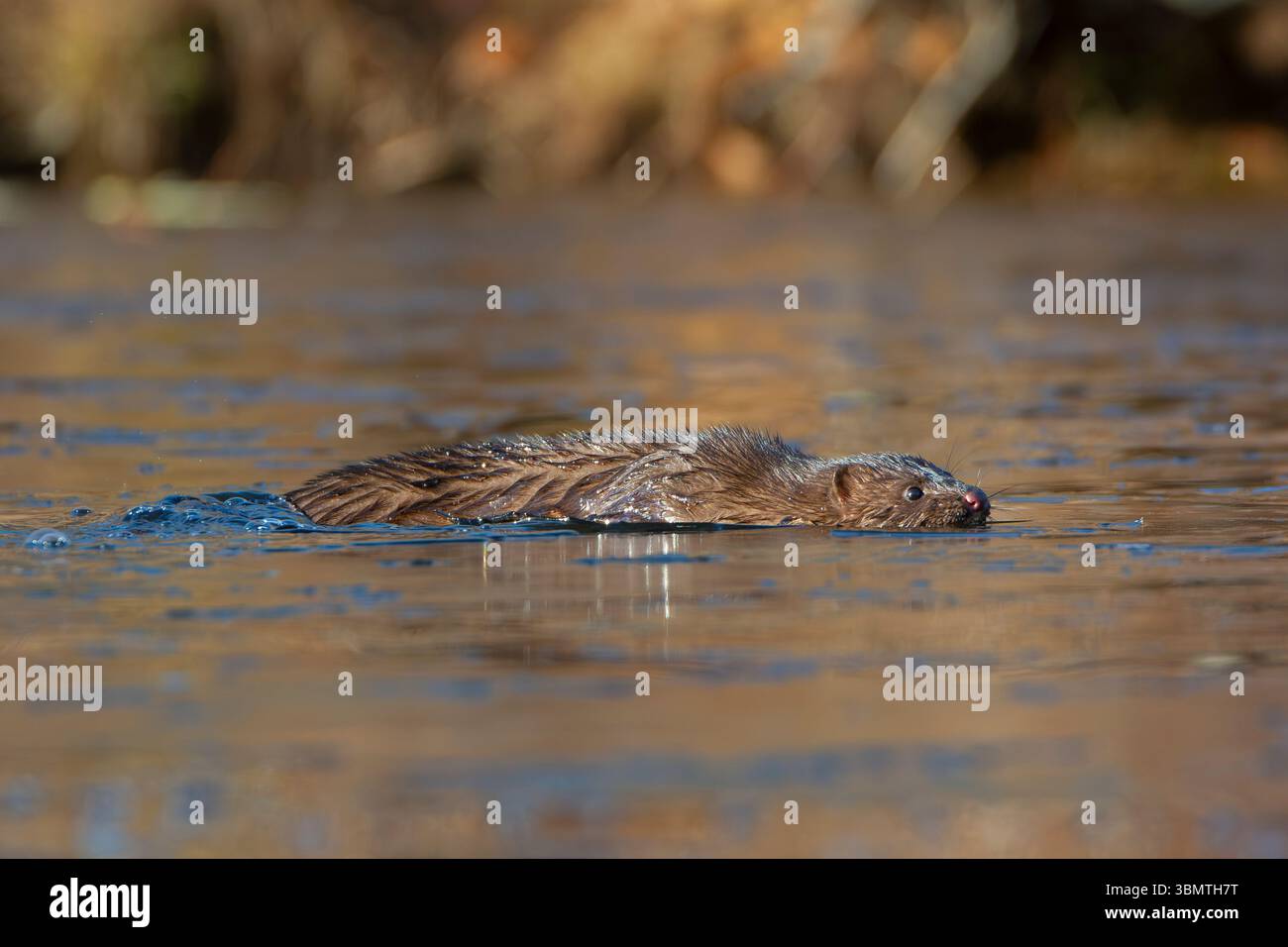 Amerikanischer Mink (Neovison Vison) Jagd auf einem eisbedeckten Biberteich. November im Acadia-Nationalpark, Maine, USA. Stockfoto