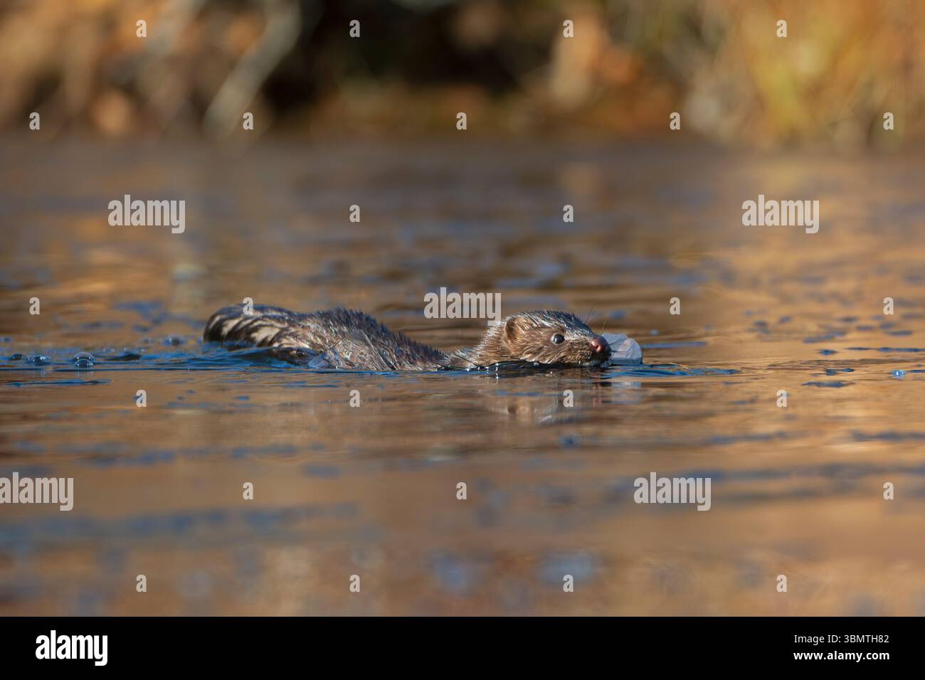 Amerikanischer Mink (Neovison Vison) Jagd auf einem eisbedeckten Biberteich. November im Acadia-Nationalpark, Maine, USA. Stockfoto