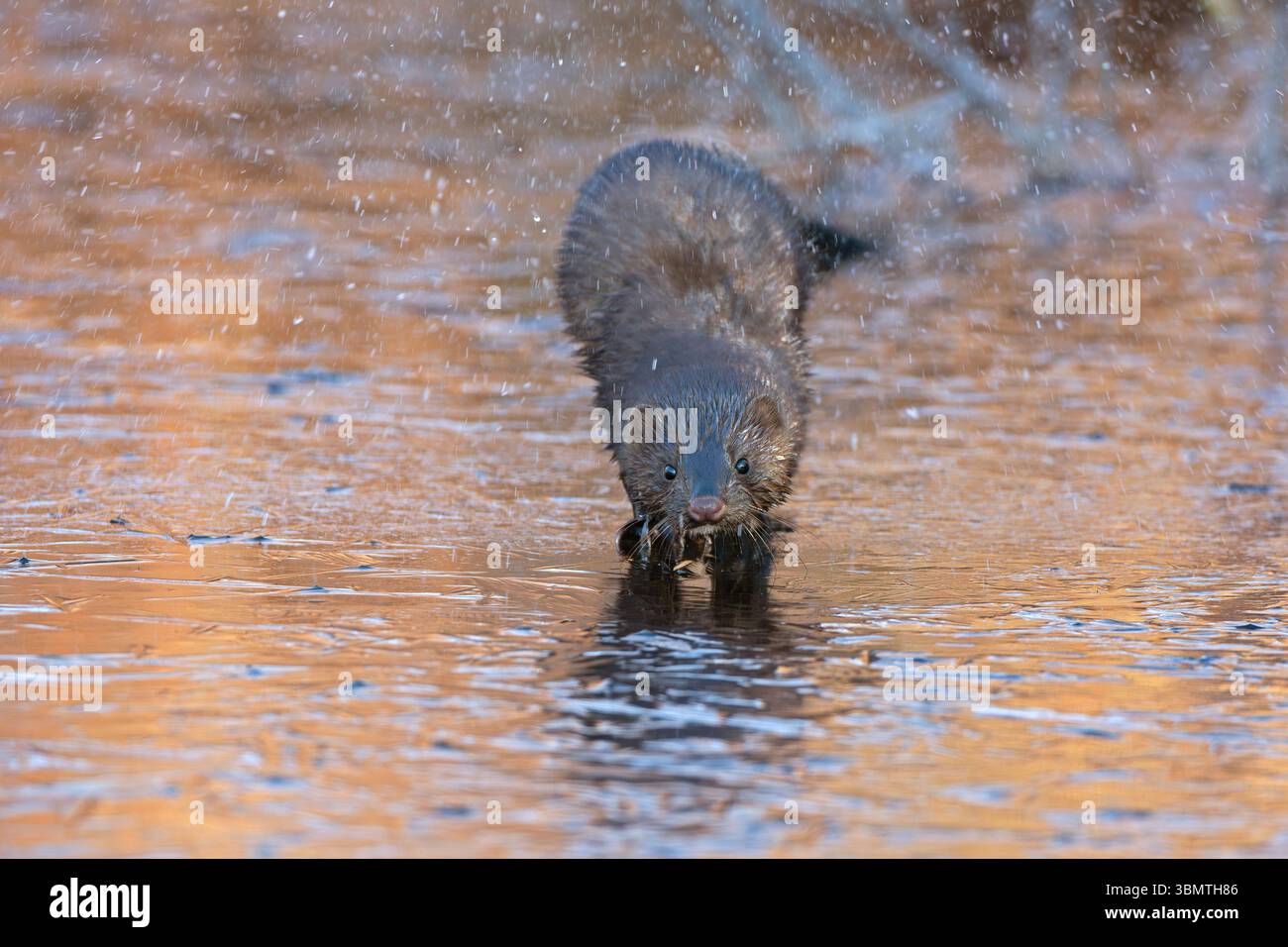 Amerikanischer Mink (Neovison Vison) Jagd auf einem eisbedeckten Biberteich. November im Acadia-Nationalpark, Maine, USA. Stockfoto