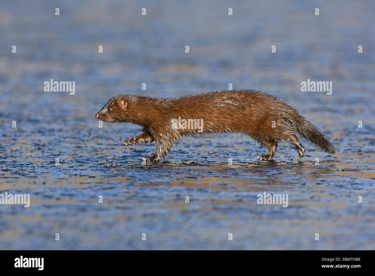 Amerikanischer Mink (Neovison Vison) läuft auf einem eisbedeckten Biberteich. November im Acadia-Nationalpark, Maine, USA. Stockfoto