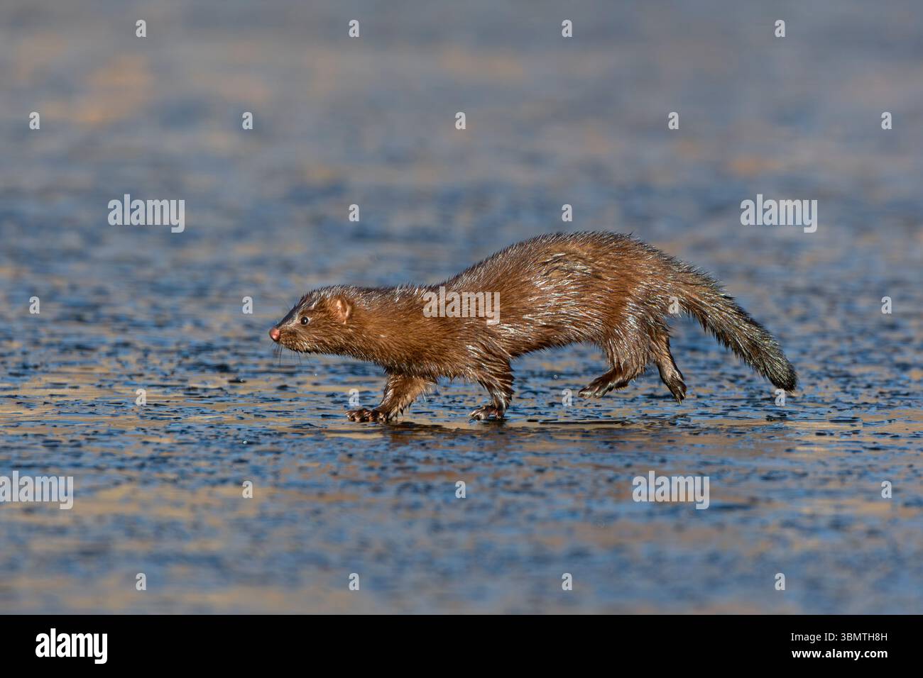 Amerikanischer Mink (Neovison Vison) läuft auf einem eisbedeckten Biberteich. November im Acadia-Nationalpark, Maine, USA. Stockfoto