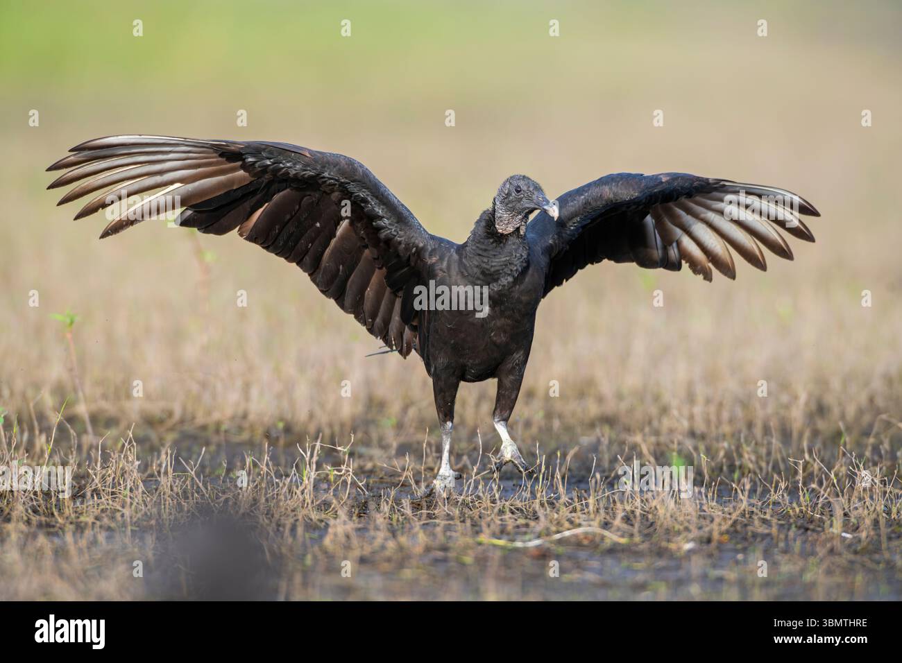 Schwarzgeier (Coragyps atratus). Februar im Myakka River State Park, Florida. Stockfoto
