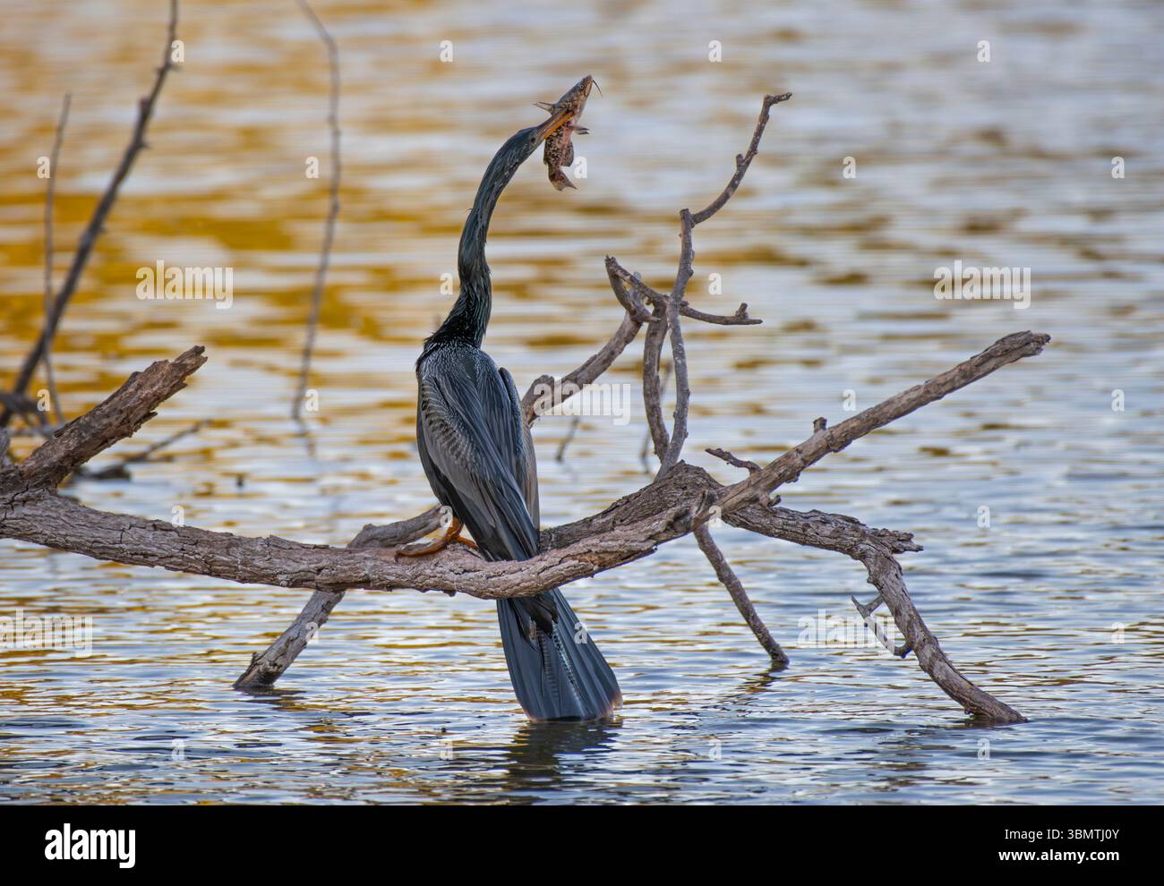 Anhinga (Anhinga anhinga). Marsch in der Audubon Venice Rookery, Florida. Stockfoto