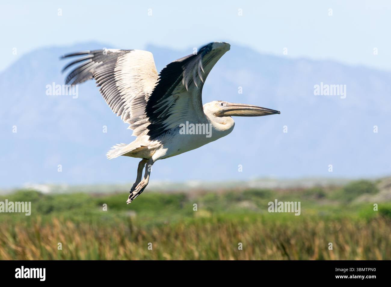 Der Great White Pelican fliegt über Feuchtgebiete im Nebel, Strandfontein Sewerage Works aka Cape Flats Water Works, ein Vogelbeobachtungsort in Kapstadt, South AFR Stockfoto