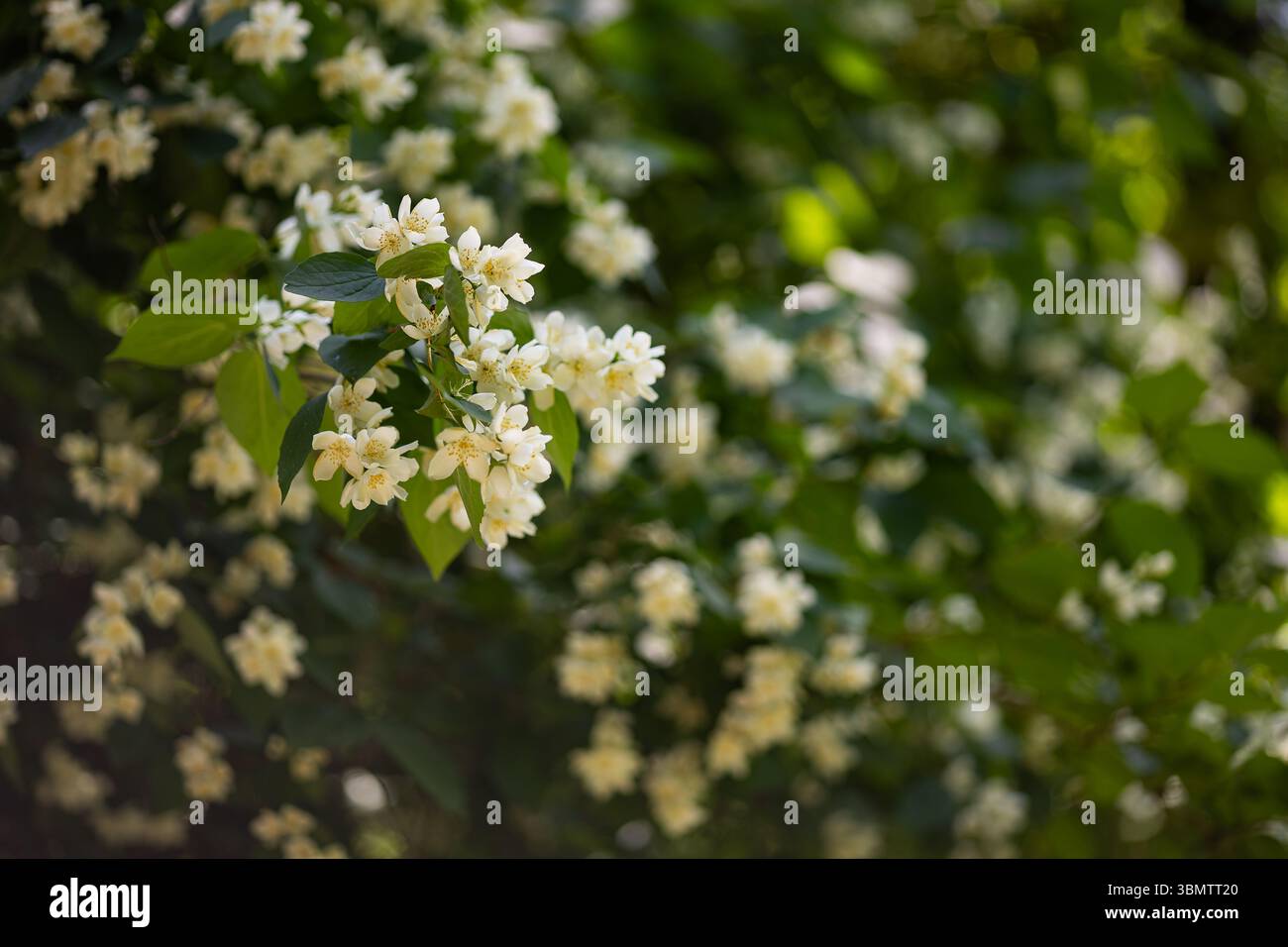 Schöner blühender Jasminstrauch mit weißen Blumen. Darstellung saisonaler Allergieauslöser und Pollenbedingte allergische Reaktionen Stockfoto