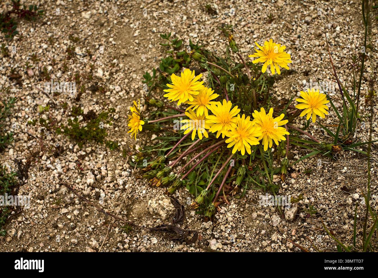 Gelbe Wildblumen am felsigen Hang des Großen Chimgan im Ugam-Chatkal-Nationalpark in Usbekistan, Juli 2025, die die Schönheit der Bergwelt einfangen Stockfoto