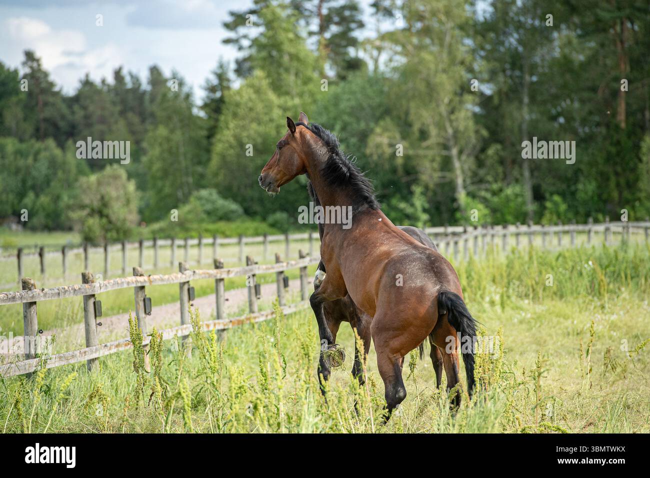 Pferde, die sie spielen und sich kennenlernen wollen. Pferde, die spielen und sich kennenlernen wollen. Stockfoto