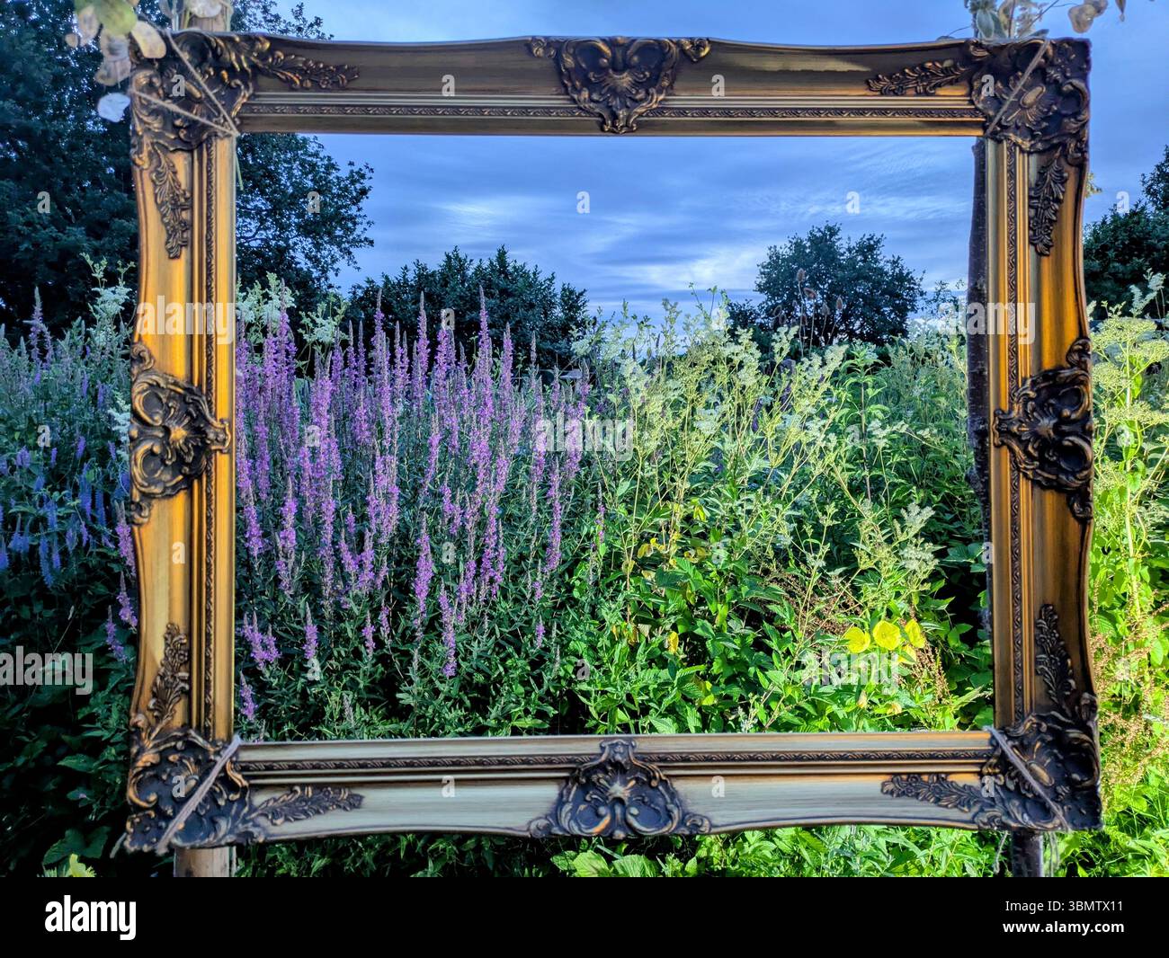 Lavendelgarten in einem goldenen Rahmen bei Sonnenuntergang Stockfoto