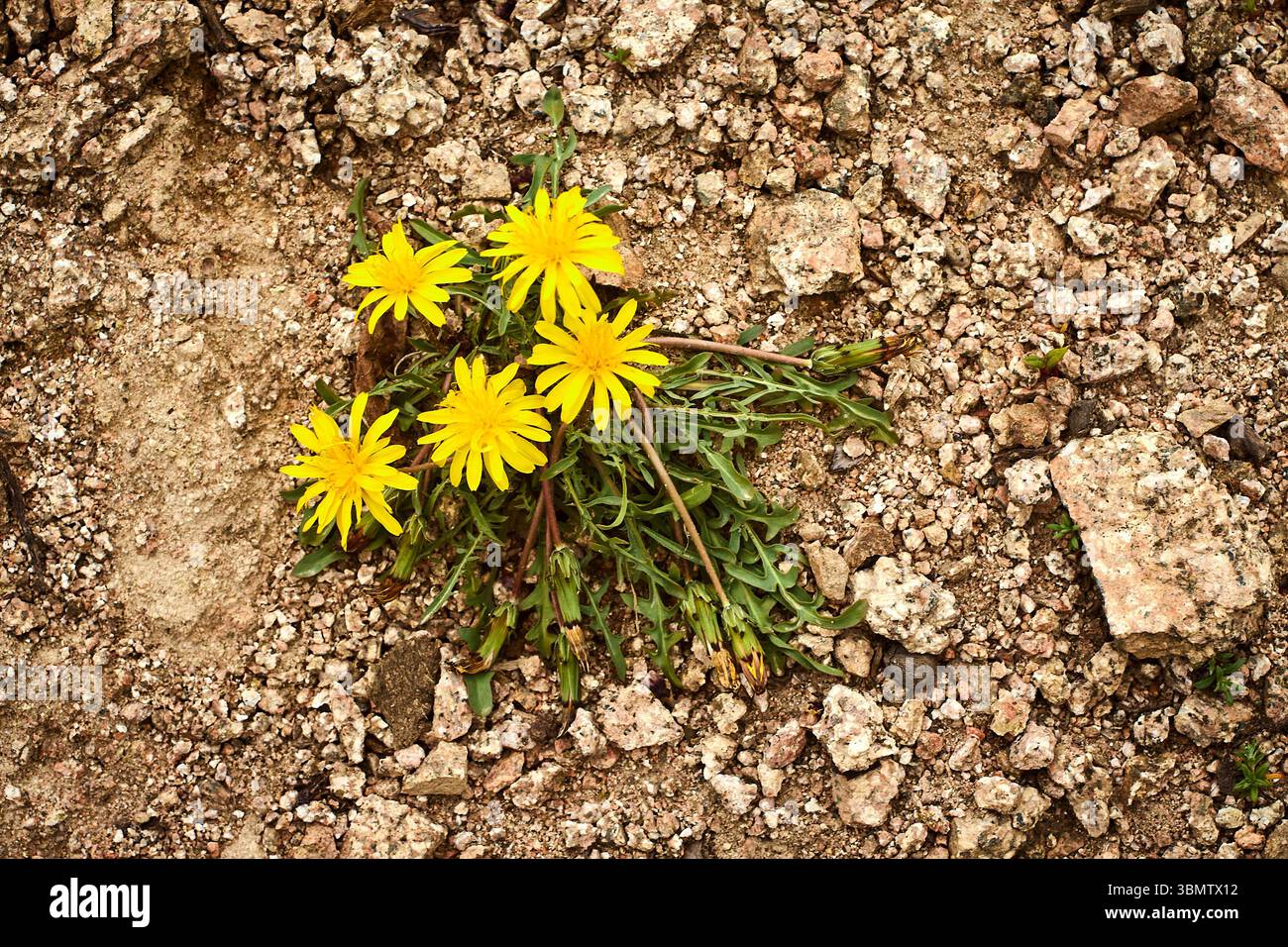 Gelbe Wildblumen am felsigen Hang des Großen Chimgan im Ugam-Chatkal-Nationalpark in Usbekistan, Juli 2025, die die Schönheit der Bergwelt einfangen Stockfoto