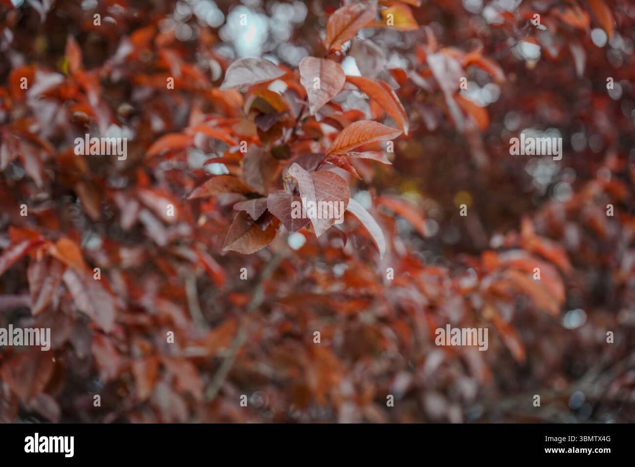 Prunus cerasifera ist eine Pflaumenart, die unter den gebräuchlichen Bezeichnungen Kirschpflaume und Myrobalanpflaume bekannt ist. In Eurasien beheimatet und anderswo eingebürgert. Stockfoto