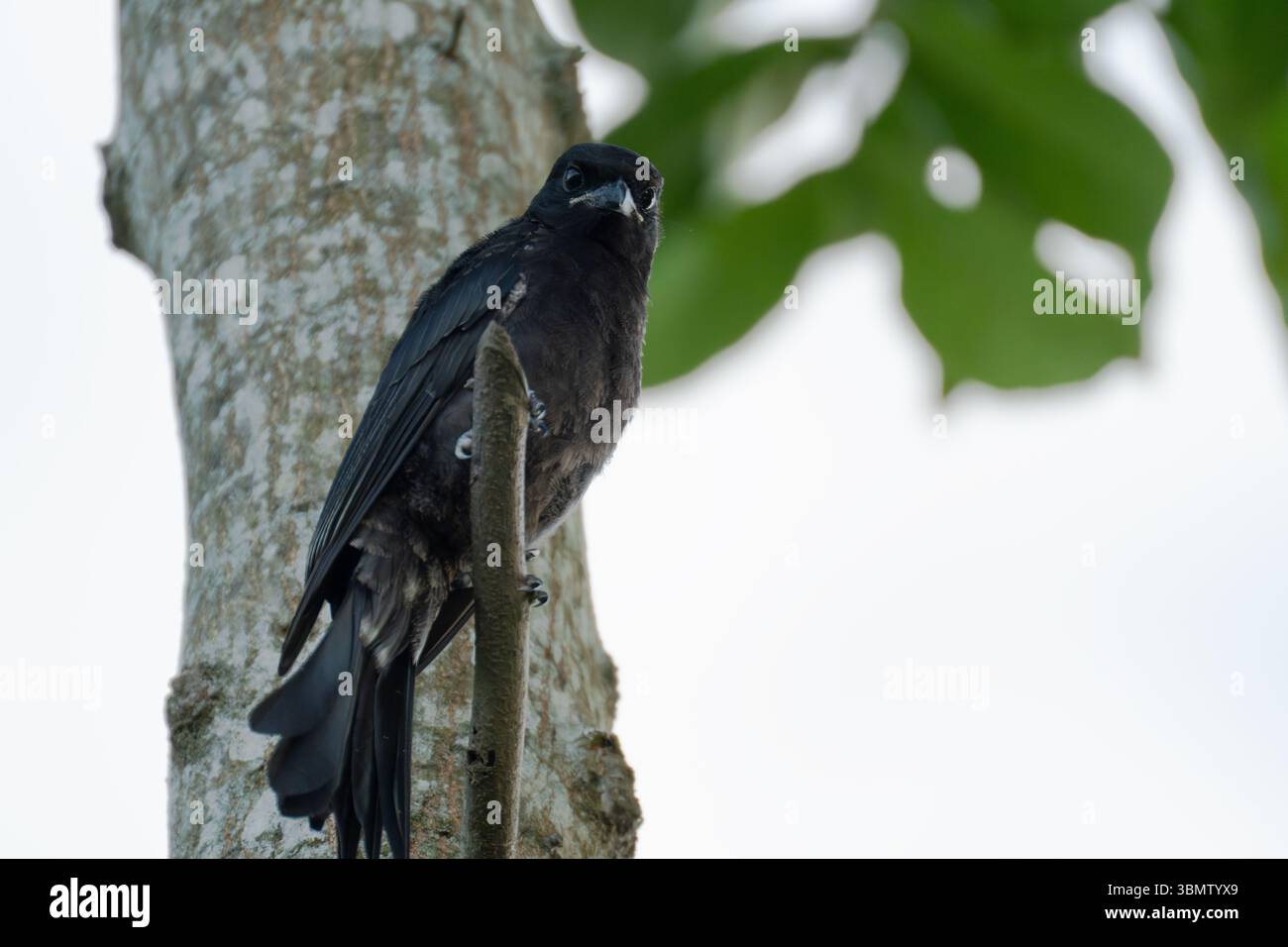 Ein schwarzer Vogel auf einem Ast, eine realistische Naturfotografie. Stockfoto
