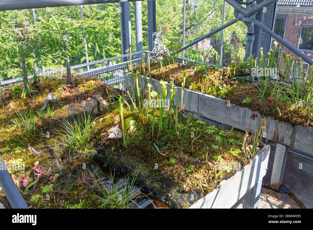 Hortus botanicus Leiden: Üppiger, artenreicher Dachgarten mit verschiedenen fleischfressenden Pflanzen und Moosen, die in einem Gewächshaus gedeihen und für Sie werben Stockfoto