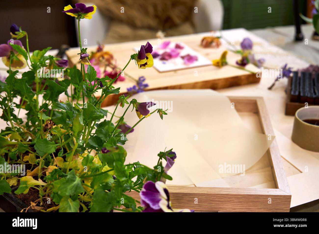 Kreative flache Gestaltung botanischer Druckkunst mit bunten Blütenblättern, Rahmen, Kaffeetasse und Gummistempeln – gemütlicher, handgefertigter Arbeitsplatz Stockfoto