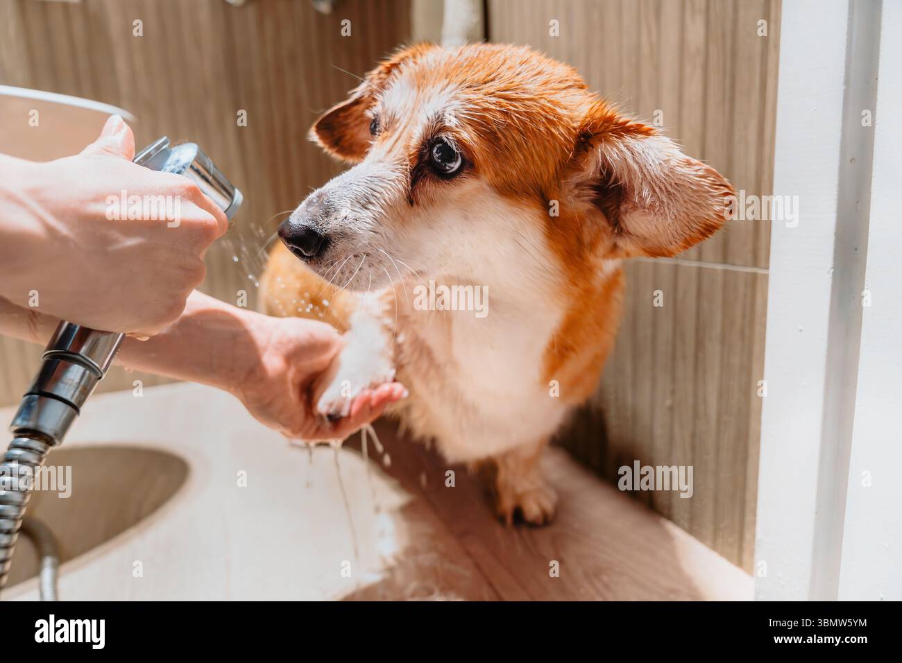 Besitzer waschen dreckige Corgi-Pfoten nach dem Spaziergang, Hund steht nass und ruhig, Pflege Routine, Haustierreinigung Stockfoto