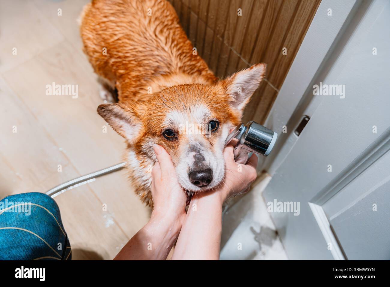 Der Besitzer kuschelt frisch gewaschene Corgi nach dem Spaziergang, der Hund entspannt in den Armen, ein verbindender Moment. Tierpflege, Lebensstil-Routine Stockfoto