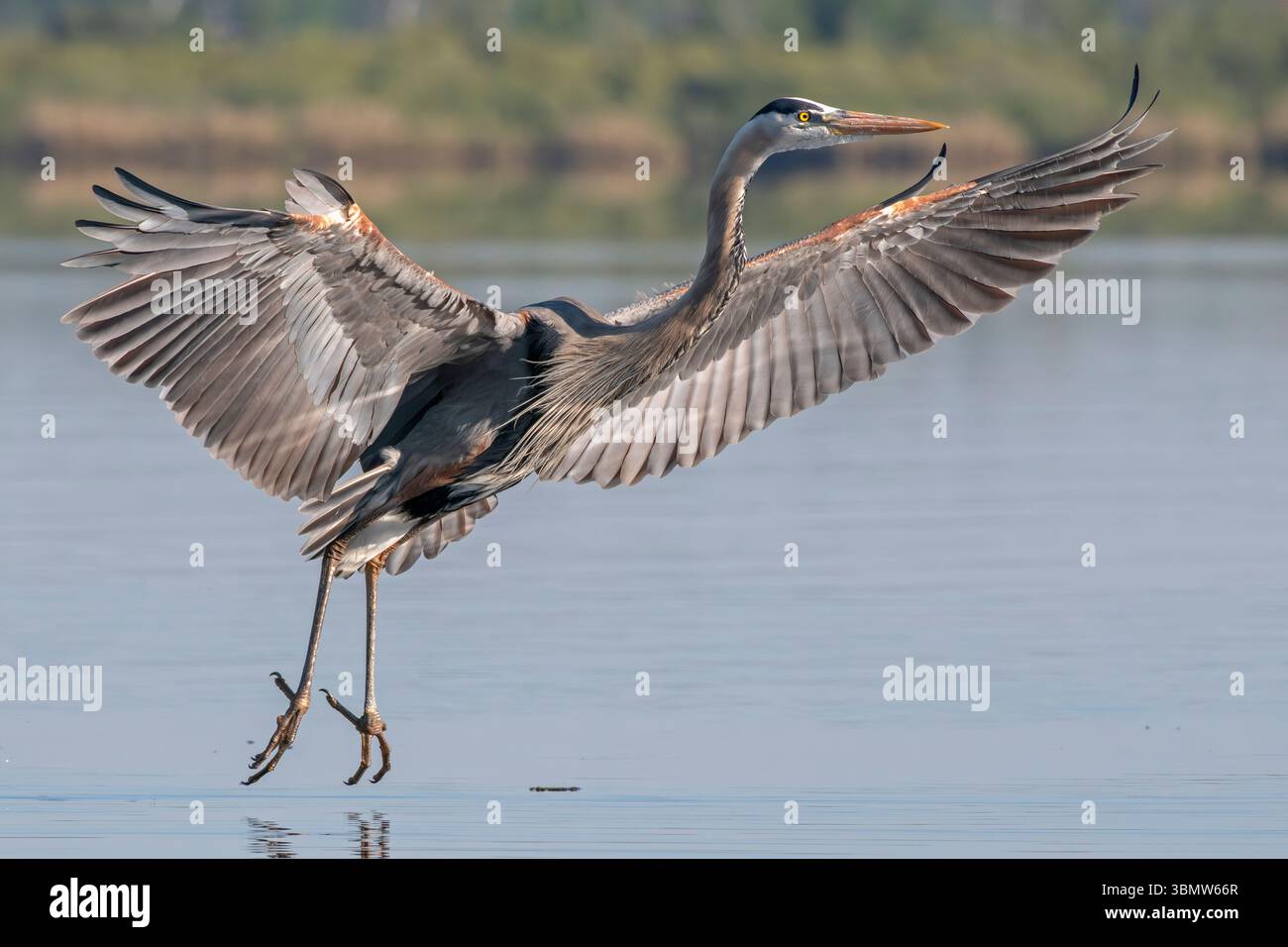 Great Blue Heron (Ardea herodias). Myakka River State Park, Florida. Stockfoto