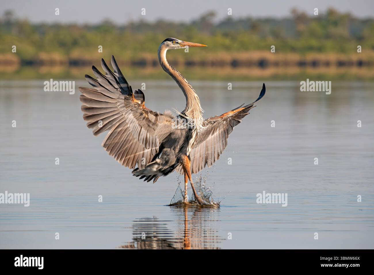Great Blue Heron (Ardea herodias). Myakka River State Park, Florida. Stockfoto