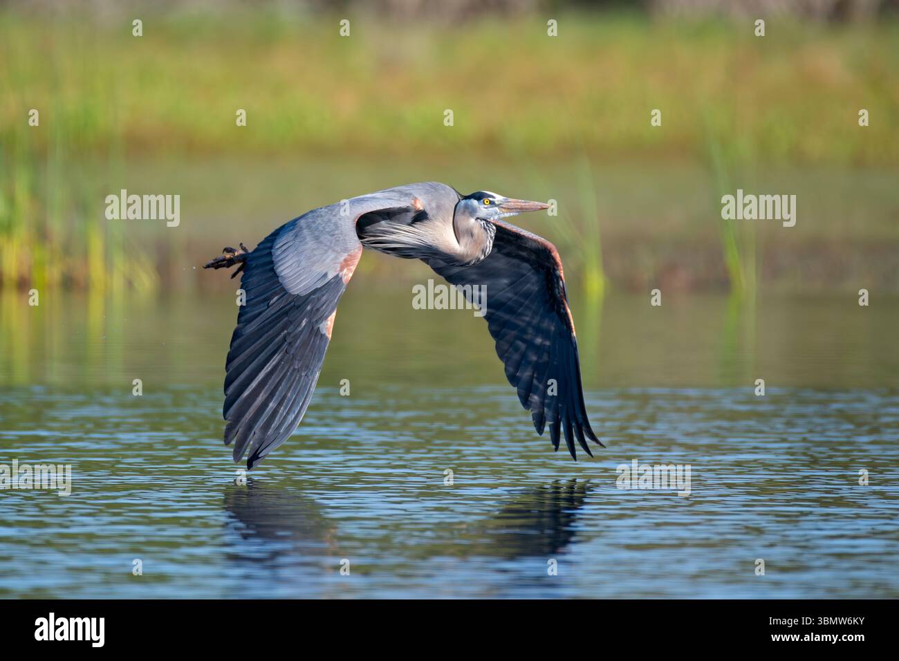 Great Blue Heron (Ardea herodias). Myakka River State Park, Florida. Stockfoto