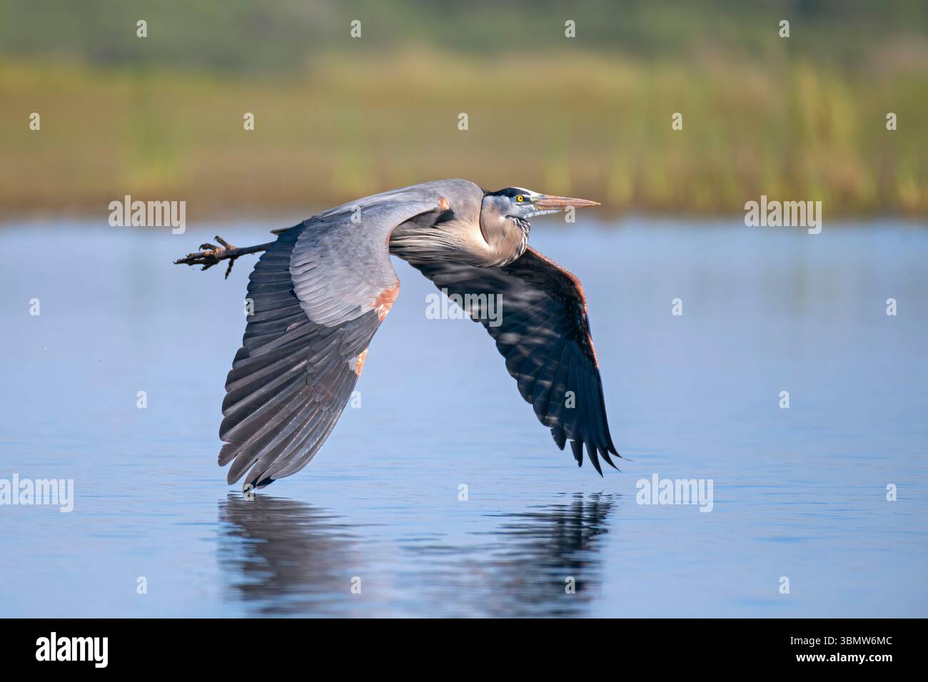 Great Blue Heron (Ardea herodias). Myakka River State Park, Florida. Stockfoto