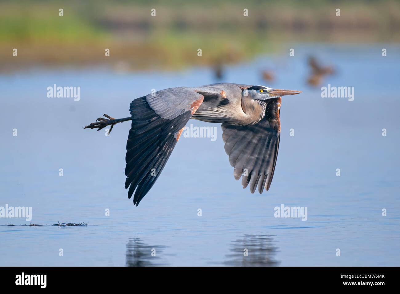 Great Blue Heron (Ardea herodias). Myakka River State Park, Florida. Stockfoto