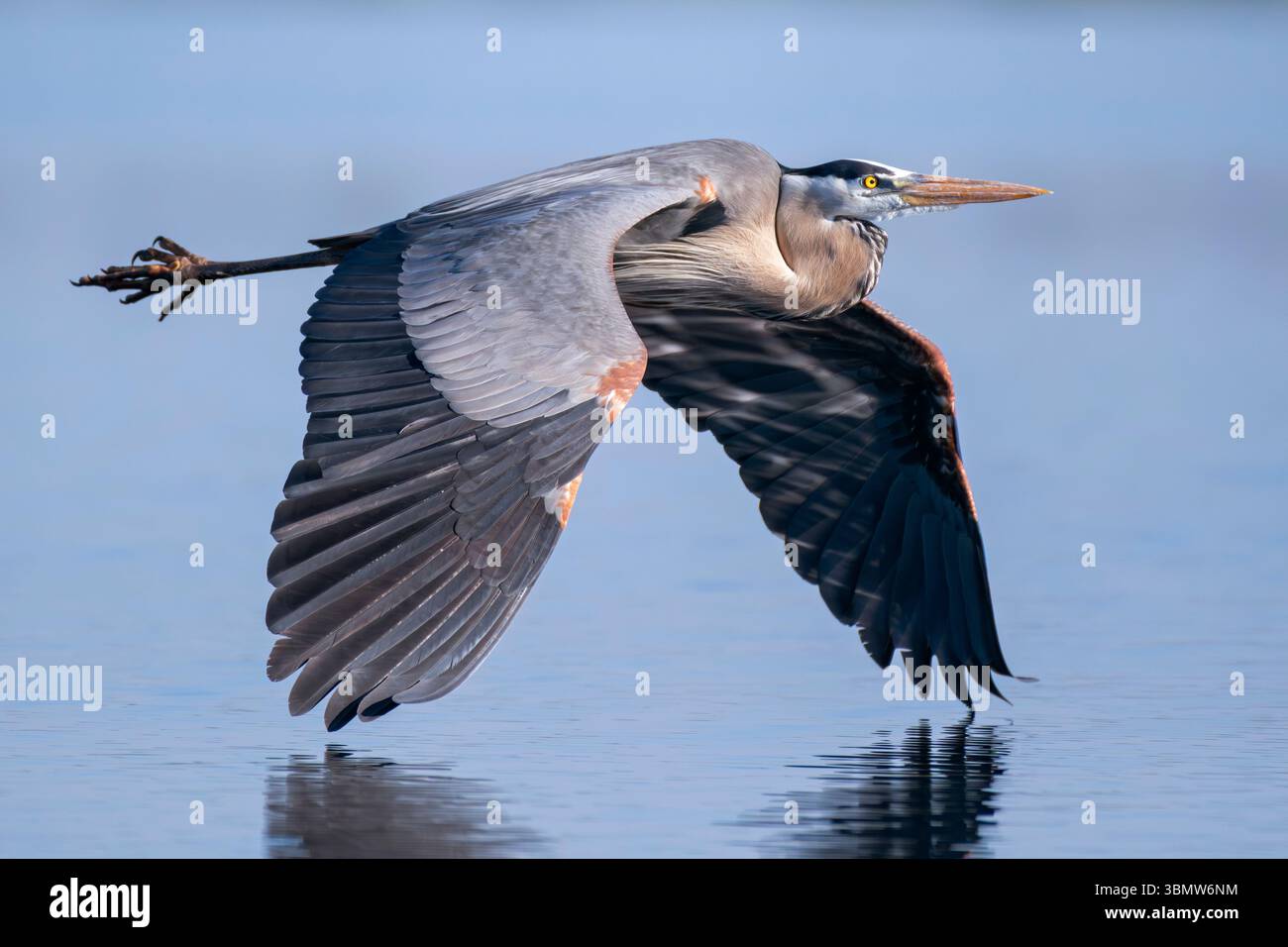 Great Blue Heron (Ardea herodias). Myakka River State Park, Florida. Stockfoto