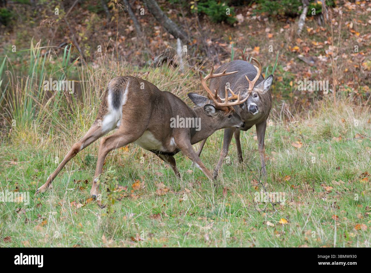 Weißschwanzhirsch (Odocoileus virginianus). Reife Bucks kämpfen am Rande eines Biberteiches. Oktober im Acadia-Nationalpark, Maine, USA. Stockfoto