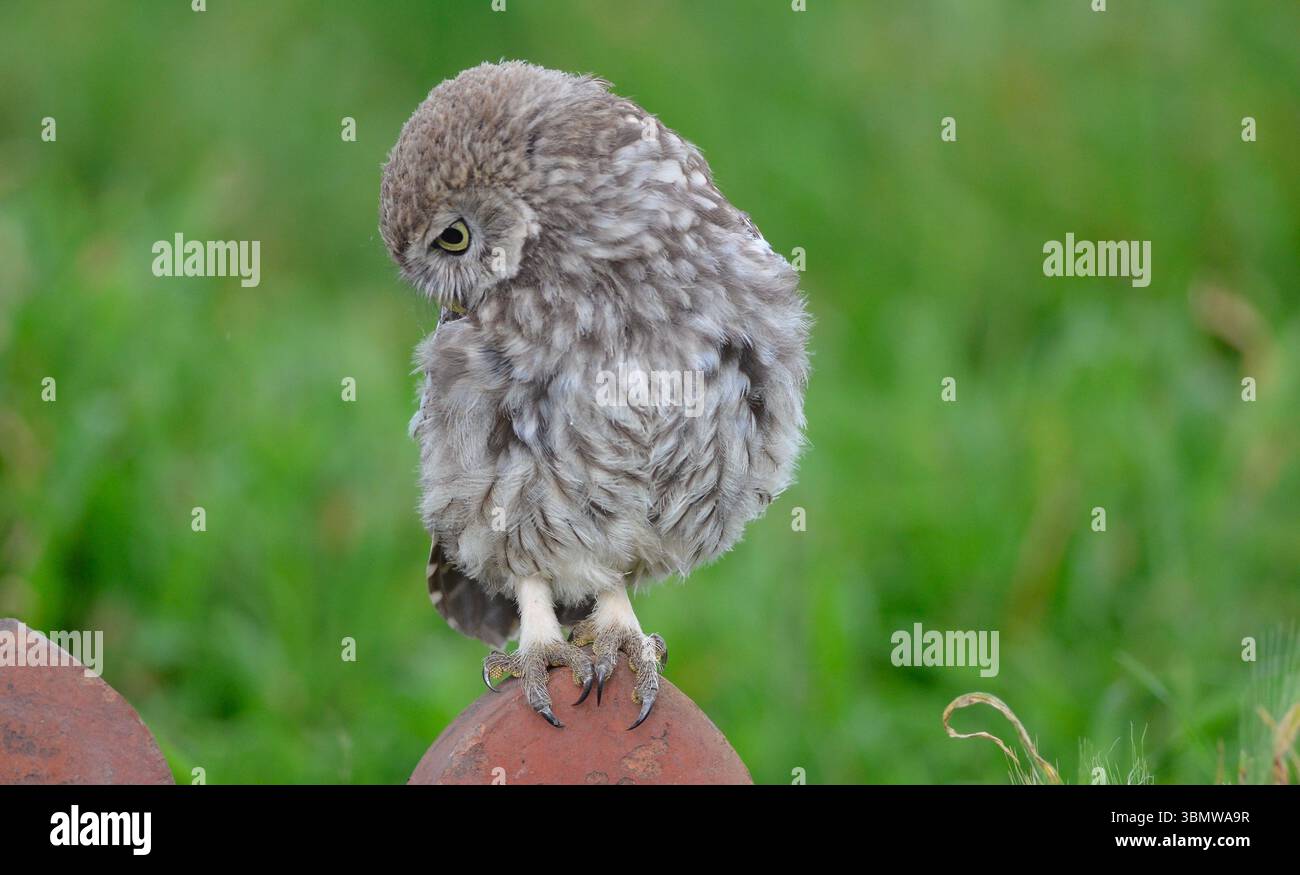 Die kleine Eule auf einem Bauernhof ist das Bild eines kleinen, oft neugierig aussehenden Vogels, der auf einem Zaunpfosten, einem Baumzweig, Stockfoto