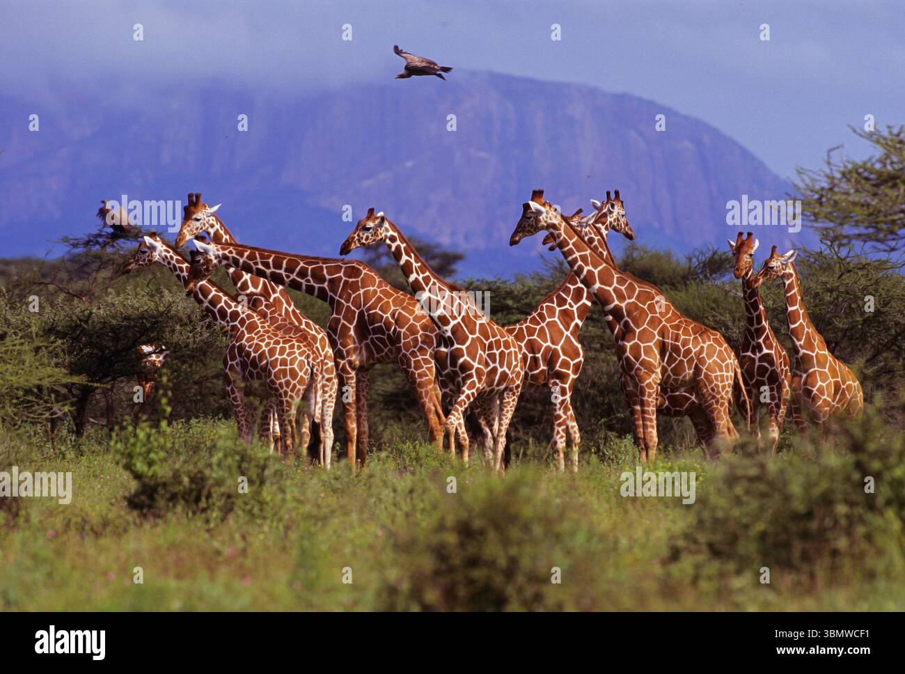 Retikuläre Giraffe (Giraffa camelopardalis reticulata). Samburu National Reserve, Kenia, Ostafrika. Januar 1998. Stockfoto