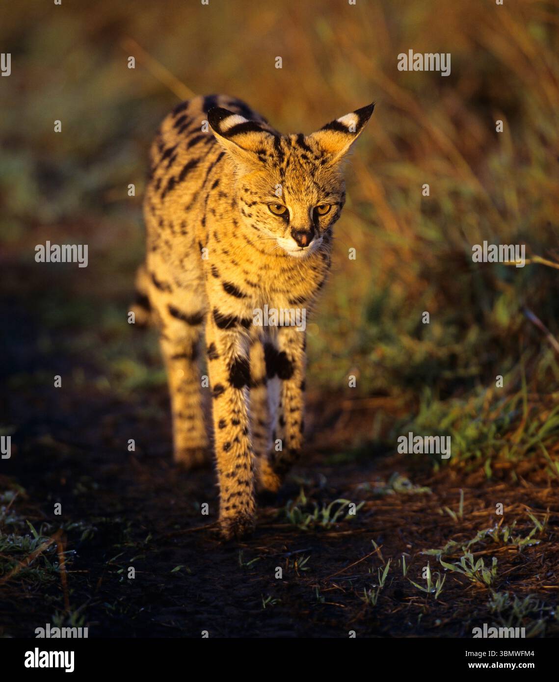 Serval Cat (Laptailurus serval) bei Sonnenuntergang. Masai Mara National Reserve, Kenia, Ostafrika. Eine Serval Cat ist etwa doppelt so groß wie eine Hauskatze. Stockfoto