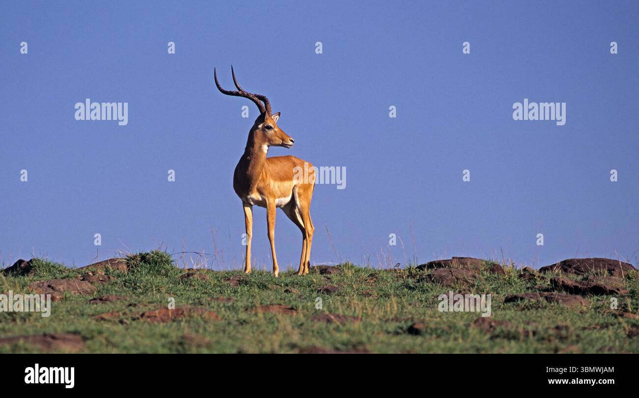 Impala (Aepyceros melampus). Masai Mara National Reserve, Kenia, Ostafrika. Stockfoto