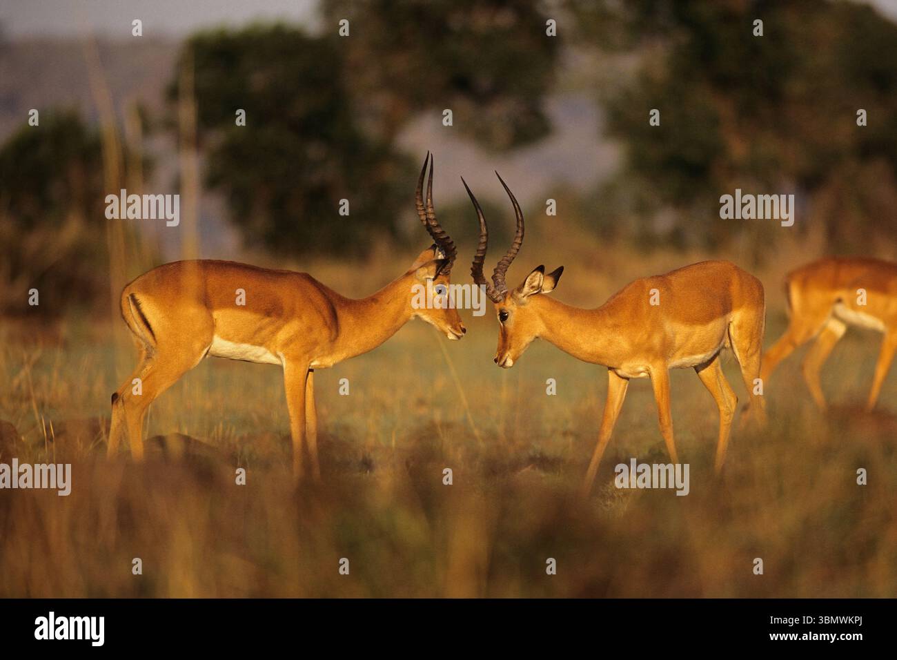 Impala (Aepyceros melampus). Masai Mara National Reserve, Kenia, Ostafrika. Stockfoto