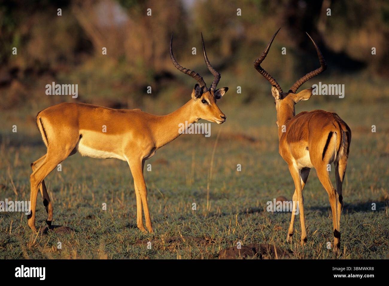 Impala (Aepyceros melampus). Masai Mara National Reserve, Kenia, Ostafrika. Stockfoto