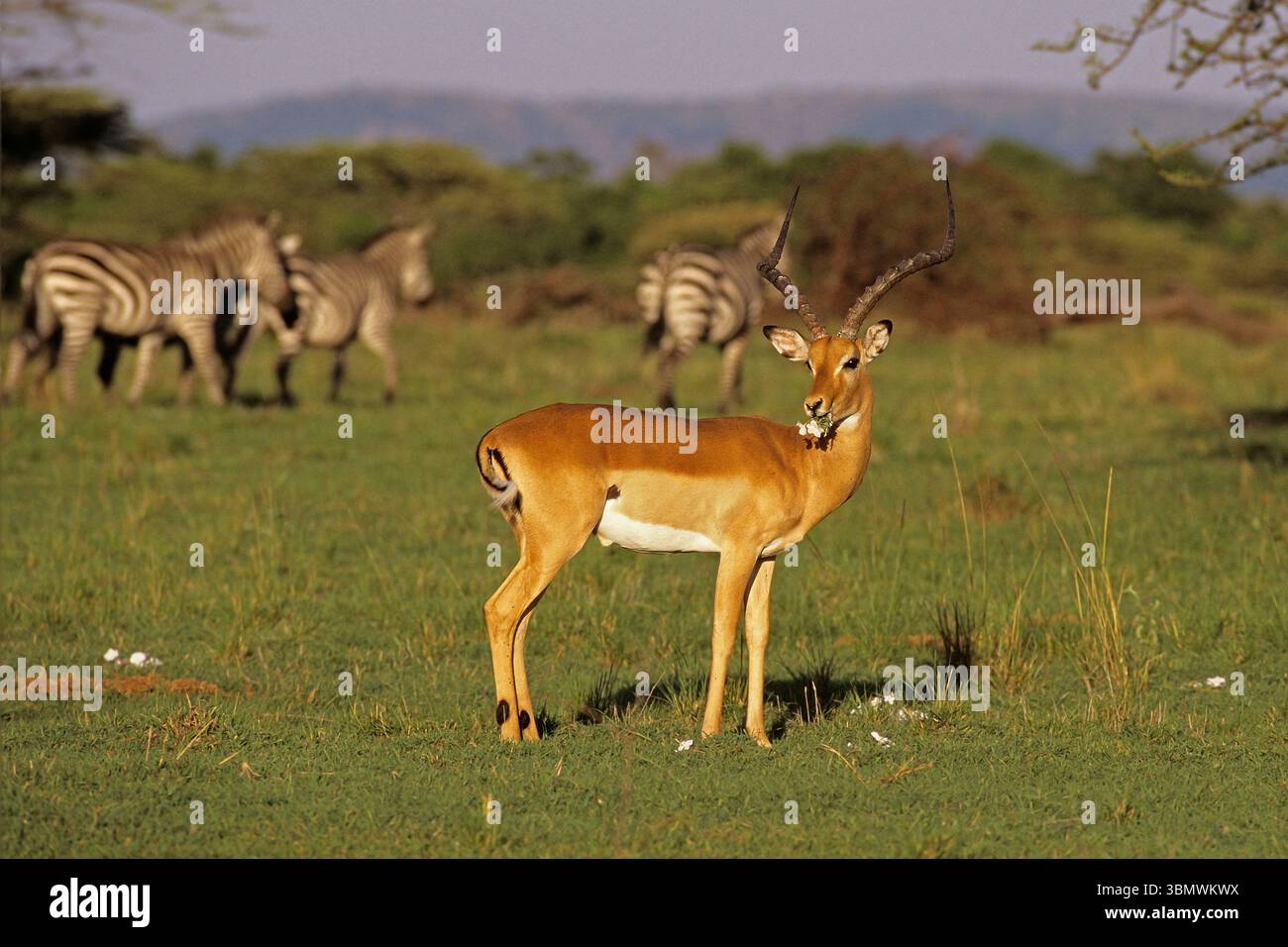 Impala (Aepyceros melampus). Masai Mara National Reserve, Kenia, Ostafrika. Stockfoto