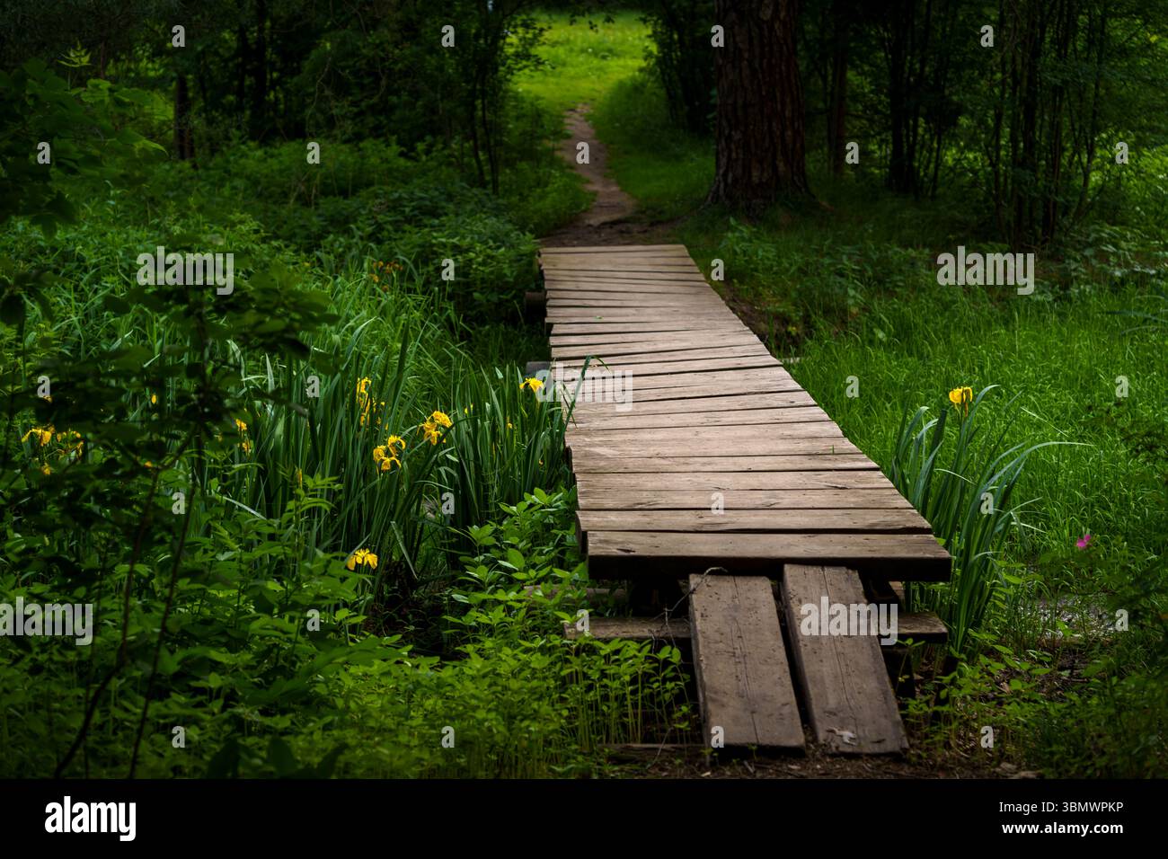 Ein schmaler Holzsteg führt durch lebhafte grüne Vegetation und gelbe Blumen in einer friedlichen Waldlandschaft Stockfoto