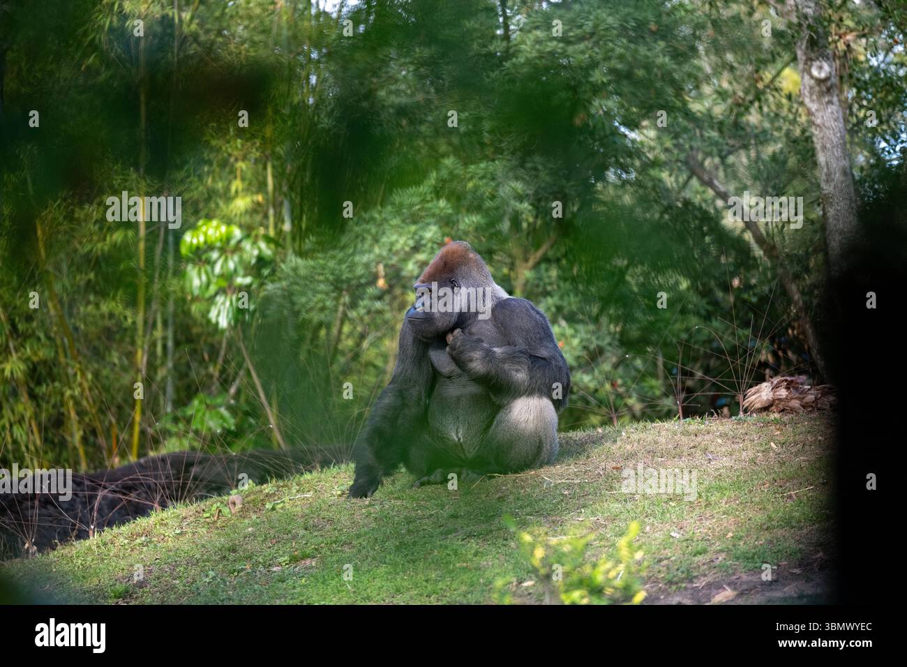 Westlicher Flachlandgorilla (Gorilla Gorilla Gorilla) Stockfoto