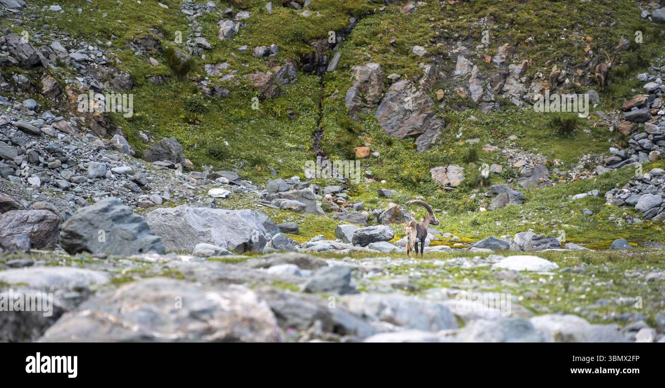 Alpensteinbock (Capra Steinbock) Erwachsener männlich, Walliser Alpen, Walliser, Schweiz, Europa Stockfoto