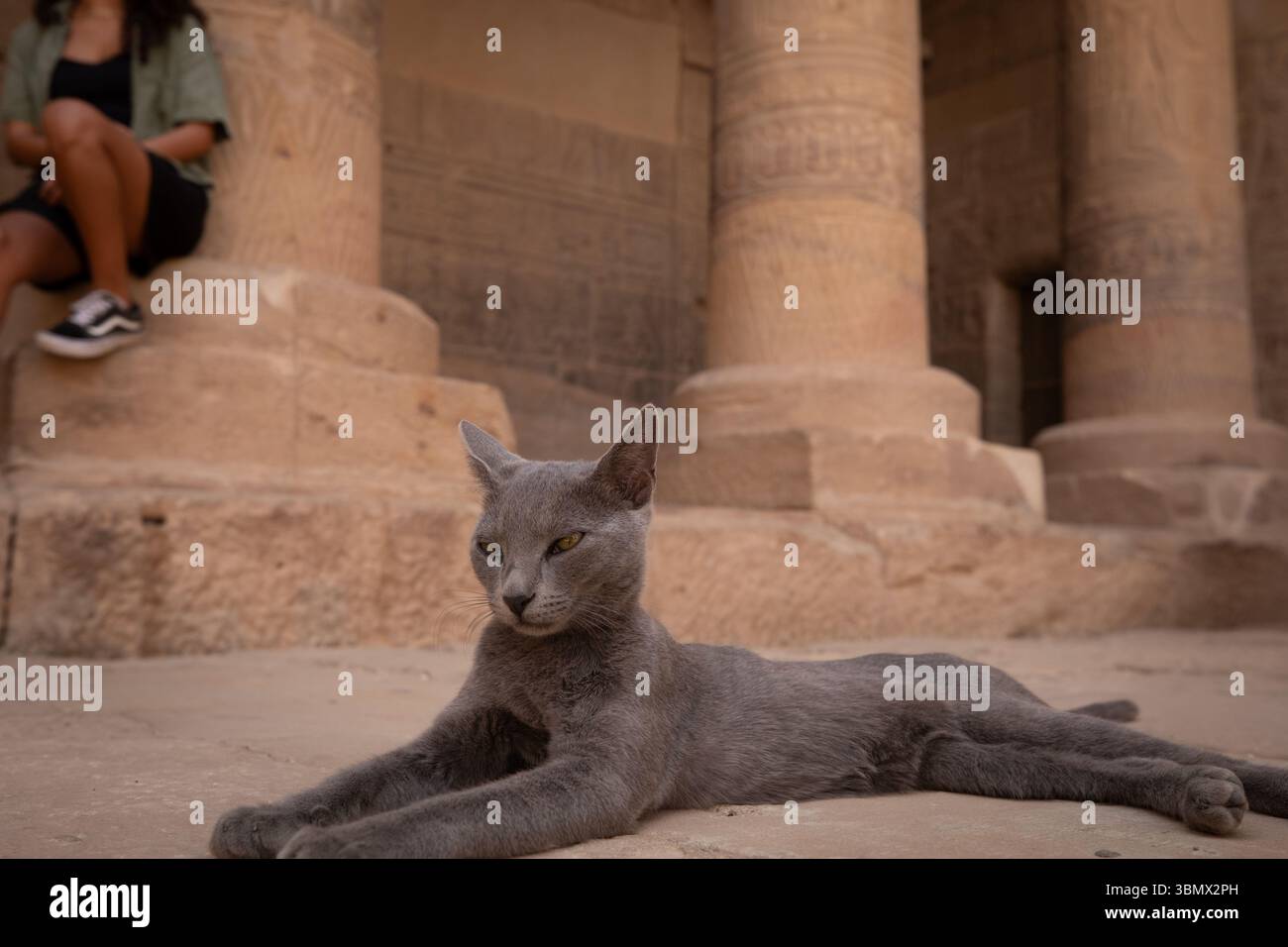 Gray Cat entspannt sich am Fuß der antiken Säulen in den archäologischen Ruinen des Philae-Tempels Stockfoto