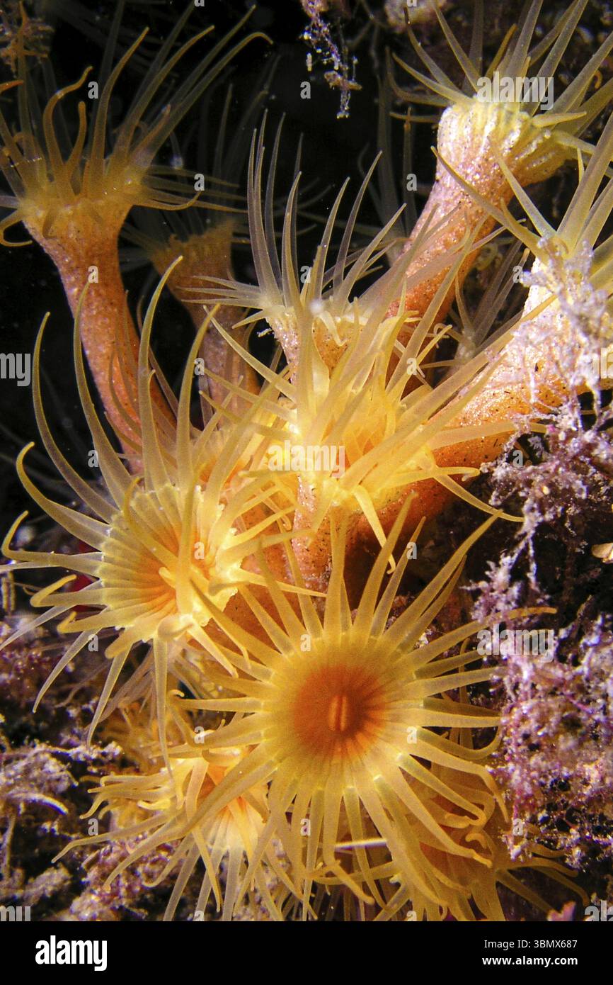 Gelbe Enkrusting Sea Anemone, Parazoanthus axinellae, Naturpark Cabo Cope Puntas del Canegre, Mittelmeer, Murcia, Spanien, Europa Stockfoto