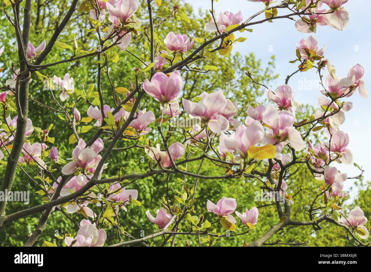 Die rosafarbene Magnolienblume ist zwischen den Zweigen des Baumes geöffnet. Aus dem Himmel an einem sonnigen Frühlingstag. Frühling, Jahreszeiten, Jahreszeit Stockfoto