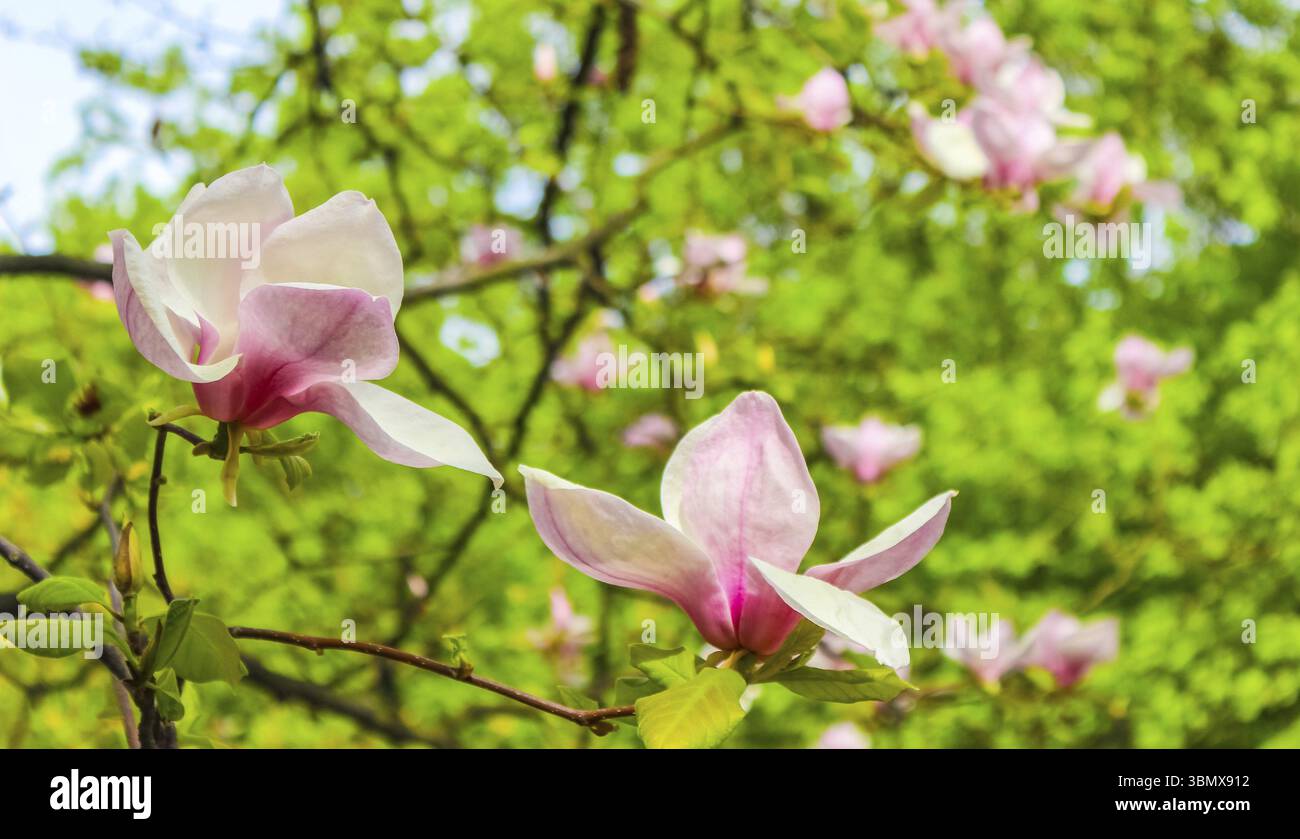 Rosa Magnolie Blume unter den Zweigen des Baumes eröffnet. Aus Close-up an einem sonnigen Frühlingstag. Frühling, Jahreszeiten, Jahreszeit Stockfoto
